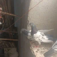 تیدی|پرنده|کهنوج, |دیوار