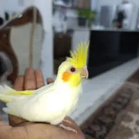 عروس لوتینو