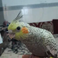 پرنده عروس هلندی