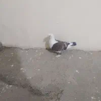 یک عدد جوجه ساتن