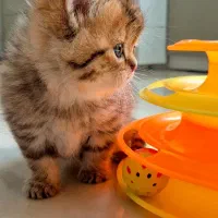 بریتیش عروسکی|گربه|کرج, گلستان|دیوار