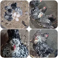 تخم مرغ گلین نطفه دار عشایری|حیوانات مزرعه|خمینیشهر, |دیوار