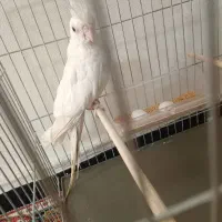 عروس هلندی ماده البینو|پرنده|اسلامشهر, مسکن مهر اسلاشهر (شهرک امام خمینی)|دیوار