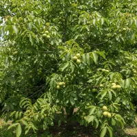 کاشت گردوبرابردرآمد بی‌دغدغه برای نسل‌ها.|گل و گیاه طبیعی|بروجن, |دیوار