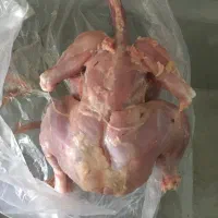 مرغ خیلی تمیز غذایه حیوانات