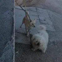 سگ هردو واگزاری رایگان