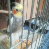 عروس هلندی جفت