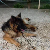 سگ ژرمن ماده