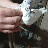 کبوتر یا کفتر|پرنده|رشت, پسیخان|دیوار