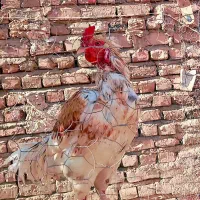 مرغ وخروس اصل خونگی