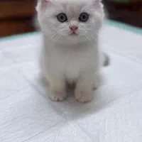 بریتیش دکمه ای چاقالو