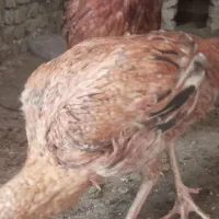 جوجه مرغ و خروس لاری|حیوانات مزرعه|تربت‌حیدریه, طالقانی|دیوار