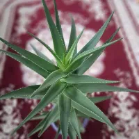 گل خانگی آلورا