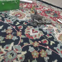 جوجه عروس|پرنده|بندر گناوه, |دیوار
