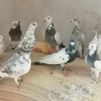 پرنده|پرنده|مرودشت, دولت آباد|دیوار