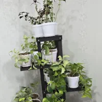 پتوس با گلدان و زیر گلدانی و خاک و گیاه درجه یک