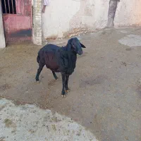 قوچ قزل افشار|حیوانات مزرعه|سجاس رود, |دیوار