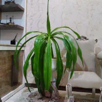 گل سوسن عنکبوتی بزرگ وزیبا