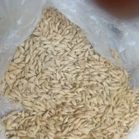 خریدار جو محلی بذری به بالاترین قیمت۳۰تومان
