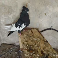 سینه سیاه چشم نوک سفید