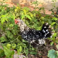 مرغ کالینگی