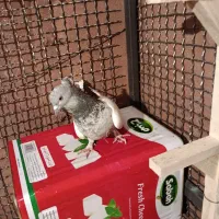 کفتر بزک سینه سوسنی جفتی|پرنده|شیراز, شیخ علی چوپان|دیوار