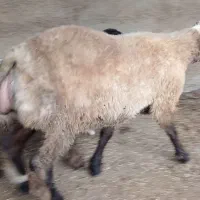بره نر اصل ترکمن تخمی