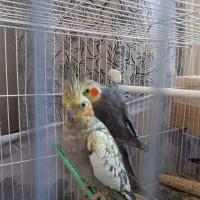 عروس هلندی|پرنده|طرقبه, |دیوار