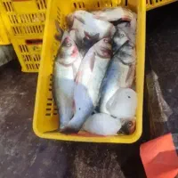 صید روزماهی