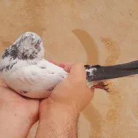 کله ای دمسیاه پرشی|پرنده|فلاورجان, |دیوار