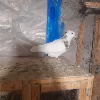 کبوترطوقی ابلغ ماده ۴۰۰