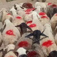 میش جوان فروشی ۴۰ راس‌عراقی و۴۰ راس هم دوبهر