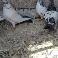 کفتر کبوتر پرشی