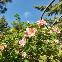 تدریس دروس رشته انسانی توسط رتبه سه رقمی کنکور