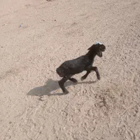 فروش بره شیری