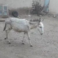 الاغ