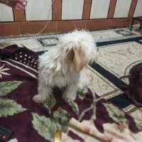 توله چهار ماهه شیتزو