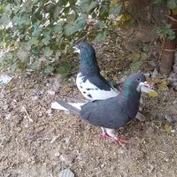 کبوتر شهری|پرنده|کازرون, |دیوار