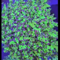 مرجان آکواریوم ابشور اب شور