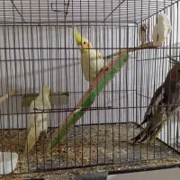 عروس هلندی|پرنده|اهواز, کوی فرهنگیان ۲|دیوار