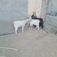 بزغاله چاق نر|حیوانات مزرعه|زاغه, |دیوار