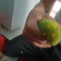 جفت مرغ عشق