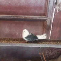 باسلام خدمت دوستان عزیز فروش یه گل کبوتر پر