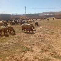 گوسفند