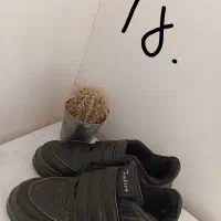 کفش زنانه|کیف، کفش، کمربند|بیرجند, |دیوار