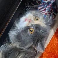 پرشین اصیل