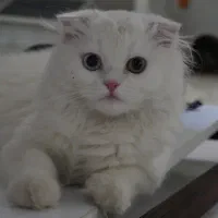 گربه پرشین نر آماده جفت گیری