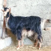 بز،آبستن تیشتر هل گلابی  در وحدتیه|حیوانات مزرعه|وحدتیه, |دیوار