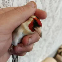 سهره قناری سهره|پرنده|برازجان, |دیوار