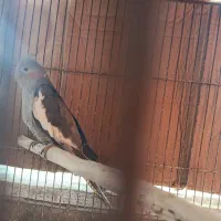 عروس هلندی جوان